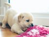 Pet Day: Celebrate your pet!