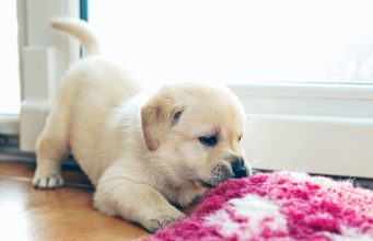 Pet Day: Celebrate your pet!