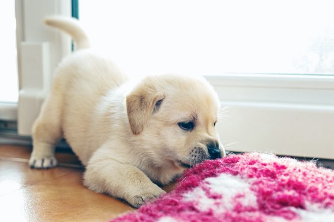 Pet Day: Celebrate your pet!