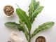 Healing Herbs: The 15 Most Powerful Healing Herbs in Your Kitchen