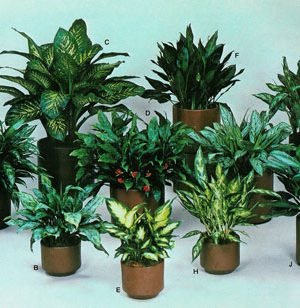 7 Green guards at home