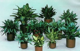 7 Green guards at home