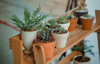 These Indoor plants are easier to maintain and handle (Nature)