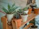 These Indoor plants are easier to maintain and handle (Nature)